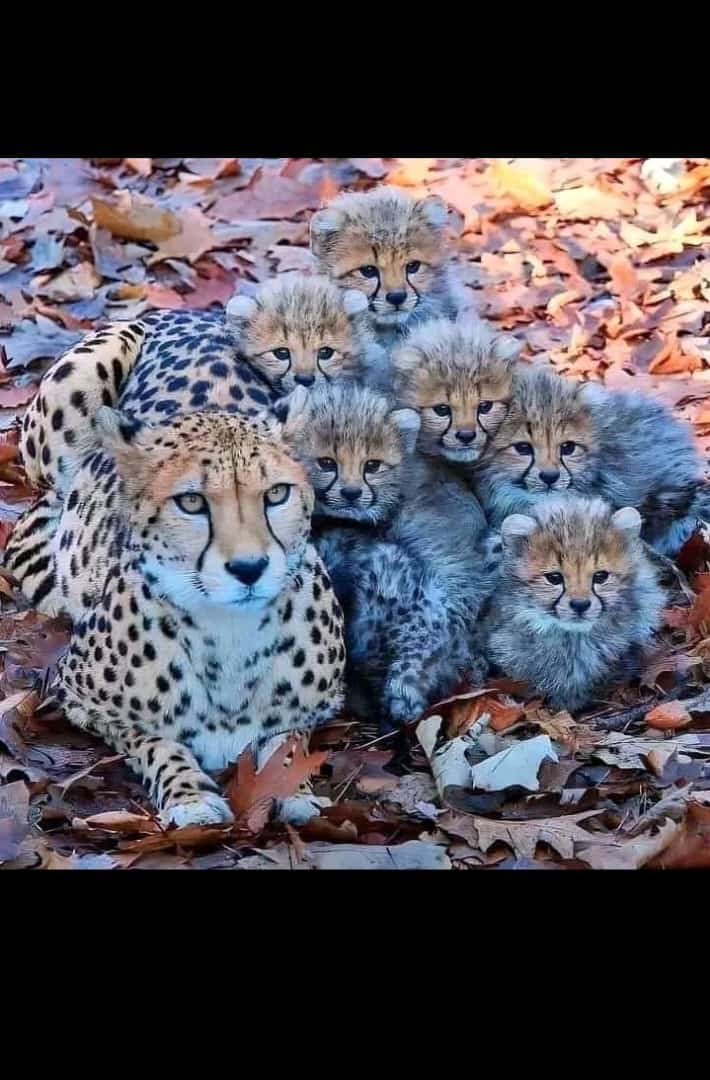 Saas vala land manager